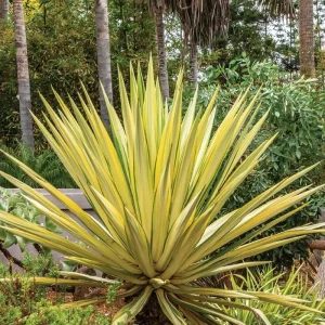 Variegated Agave Live Plant – Hardy Succulent – 1.5-2 Ft Tall – 1 Gallon Pot - Image 8