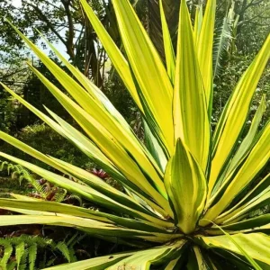 Variegated Agave Live Plant – Hardy Succulent – 1.5-2 Ft Tall – 1 Gallon Pot - Image 9