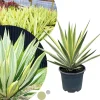 Variegated Agave Live Plant – Hardy Succulent – 1.5-2 Ft Tall – 1 Gallon Pot - Image 1