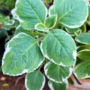 Variegated Cuban Oregano Live Plant 4 inch Pot - Indoor/Outdoor Herb - Image 6