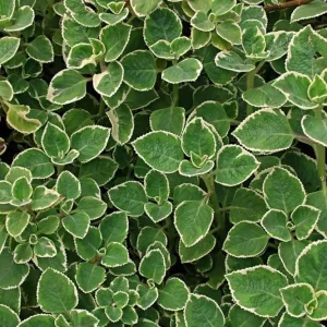 Variegated Cuban Oregano Live Plant - Spanish Thyme Herb 4-6 Inch Tall - Image 2