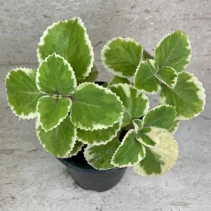 Variegated Cuban Oregano Live Plant - Spanish Thyme Herb 4-6 Inch Tall - Image 3