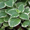 Variegated Cuban Oregano Live Plant - Spanish Thyme Herb 4-6 Inch Tall - Image 1