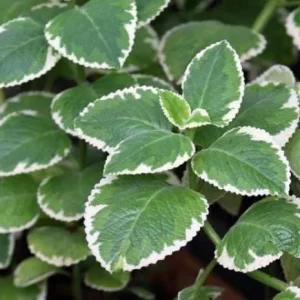 Variegated Cuban Oregano Live Plant - Spanish Thyme Herb 4-6 Inch Tall - Image 1