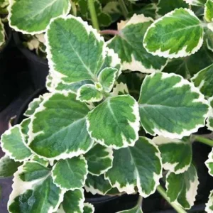 Variegated Cuban Oregano Live Plant - Spanish Thyme Herb 4-6 Inch Tall - Image 5