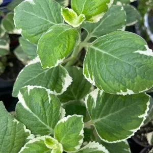 Variegated Cuban Oregano Live Plant - Spanish Thyme Herb 4-6 Inch Tall - Image 6