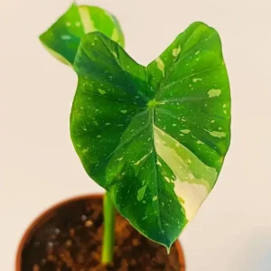 Variegated Ele Paio Colocasia Live Plant - Rare Elephant Ear Taro 5-9
