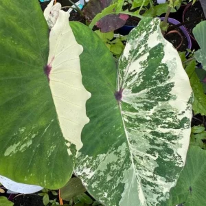 Variegated Ele Paio Colocasia Live Plant - Rare Elephant Ear Taro 5-9