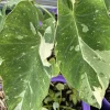 Variegated Ele Paio Colocasia Live Plant - Rare Elephant Ear Taro 5-9" Tall - Image 1