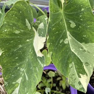 Variegated Ele Paio Colocasia Live Plant - Rare Elephant Ear Taro 5-9