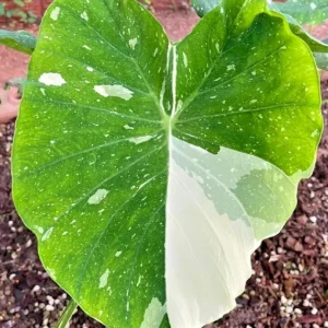 Variegated Ele Paio Colocasia Live Plant - Rare Elephant Ear Taro 5-9