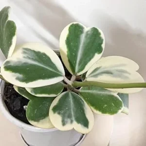 Variegated Heart Leaf Hoya Kerrii Live Plant – 4 Inch Pot – Indoor Houseplant - Image 6