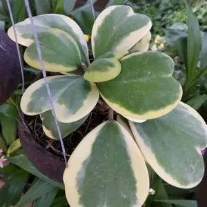 Variegated Hoya Kerrii Heart Live Houseplant - 2 Inch Potted Indoor Plant - Image 2