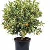 Variegated Kumquat Tree Live Plant - 3 Gallon Pot, Outdoor Citrus Fruit - Image 1