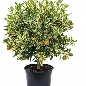 Variegated Kumquat Tree Live Plant - 3 Gallon Pot, Outdoor Citrus Fruit - Image 3