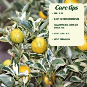 Variegated Kumquat Tree Live Plant – 3 Gallon Pot – Outdoor Citrus Fruit - Image 4