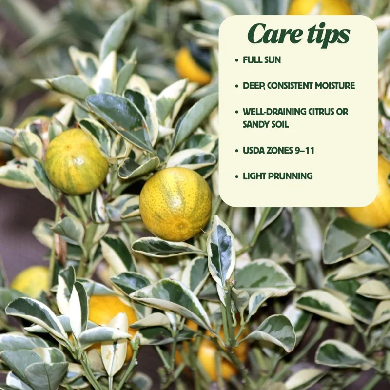 Variegated Kumquat Tree Live Plant – 3 Gallon Pot – Outdoor Citrus Fruit - Image 4
