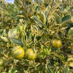 Variegated Kumquat Tree Live Plant – 3 Gallon Pot – Outdoor Citrus Fruit - Image 5