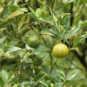 Variegated Kumquat Tree Live Plant – 3 Gallon Pot – Outdoor Citrus Fruit - Image 6