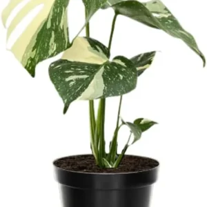 Variegated Monstera Live Plant 4-6 Inch - Split Leaf Houseplant Indoor - Image 1