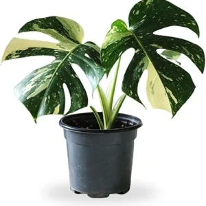 Variegated Monstera Live Plant – 4-6 Inch Starter Indoor Houseplant - Image 5