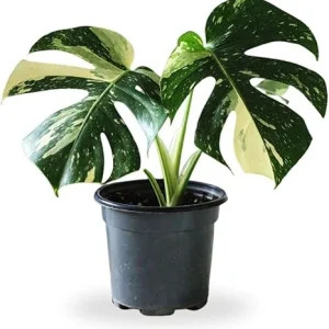 Variegated Monstera Live Plant – 4-6 Inch Starter Indoor Houseplant - Image 1