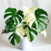 Variegated Monstera Live Plant 4-6 Inches Tall - Tropical Houseplant, Green & Cream Leaves, Indoor/Outdoor - Image 1