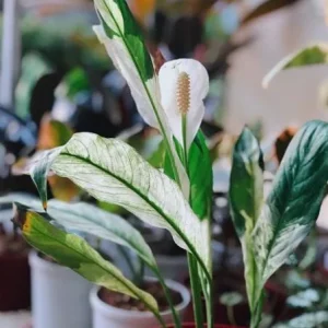 Variegated Peace Lily Live Plant – Indoor Houseplant – 4-6 Inch Tall - Image 3