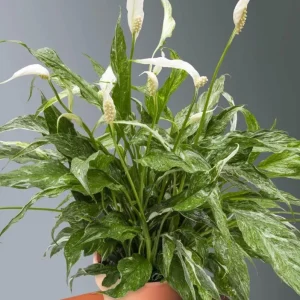 Variegated Peace Lily Live Plant – Indoor Houseplant – 4-6 Inch Tall - Image 4