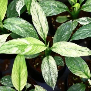 Variegated Peace Lily Live Plant – Indoor Houseplant – 4-6 Inch Tall - Image 5