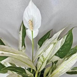 Variegated Peace Lily Live Plant – Indoor Houseplant – 4-6 Inch Tall - Image 1