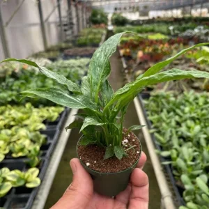 Variegated Peace Lily Live Plant – Indoor Houseplant – 4-6 Inch Tall - Image 6