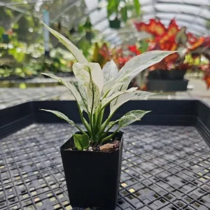 Variegated Peace Lily Live Plant – Indoor Houseplant – 4-6 Inch Tall - Image 7