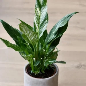 Variegated Peace Lily Live Plant - Spathiphyllum Houseplant - 5-8 Inch Tall Indoor Air Purifier - Image 10