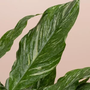 Variegated Peace Lily Live Plant - Spathiphyllum Houseplant - 5-8 Inch Tall Indoor Air Purifier - Image 2