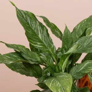 Variegated Peace Lily Live Plant - Spathiphyllum Houseplant - 5-8 Inch Tall Indoor Air Purifier - Image 3