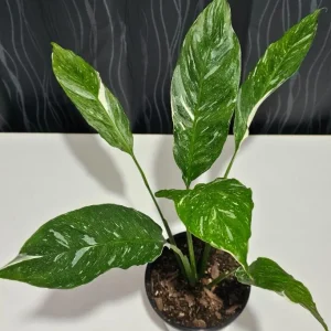 Variegated Peace Lily Live Plant - Spathiphyllum Houseplant, 5-8 Inch Tall - Image 4