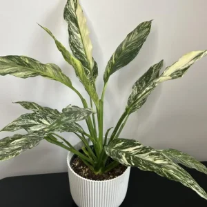 Variegated Peace Lily Live Plant - Spathiphyllum Houseplant - 5-8 Inch Tall Indoor Air Purifier - Image 5