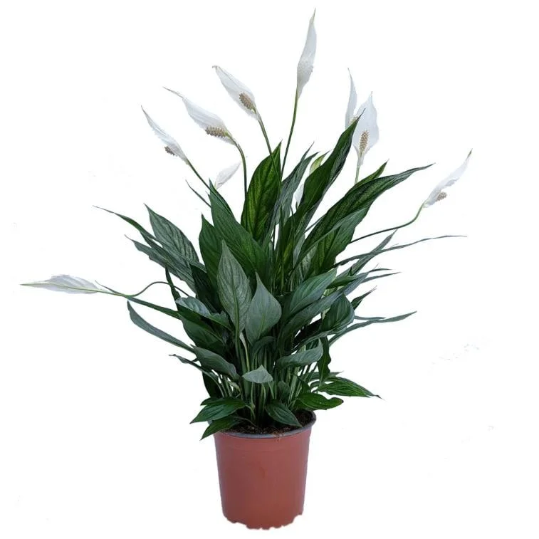 Variegated Peace Lily Live Plant - Spathiphyllum Houseplant - 5-8 Inch Tall Indoor Air Purifier - Image 1