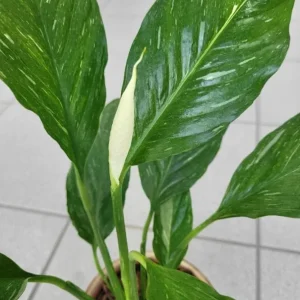 Variegated Peace Lily Live Plant - Spathiphyllum Houseplant - 5-8 Inch Tall Indoor Air Purifier - Image 6
