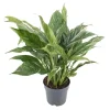 Variegated Peace Lily Live Plant - Spathiphyllum Houseplant, 5-8 Inch Tall - Image 1