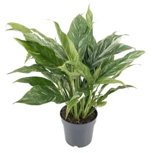Variegated Peace Lily Live Plant - Spathiphyllum Houseplant, 5-8 Inch Tall - Image 1