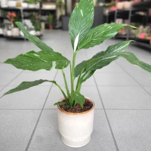 Variegated Peace Lily Live Plant - Spathiphyllum Houseplant - 5-8 Inch Tall Indoor Air Purifier - Image 7