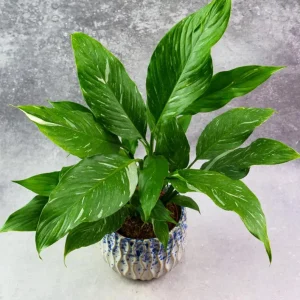 Variegated Peace Lily Live Plant - Spathiphyllum Houseplant, 5-8 Inch Tall - Image 8