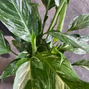 Variegated Peace Lily Live Plant - Spathiphyllum Houseplant - 5-8 Inch Tall Indoor Air Purifier - Image 9