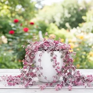 Variegated String of Hearts Live Plant - 4 Inch Potted Trailing Succulent for Indoors - Image 6