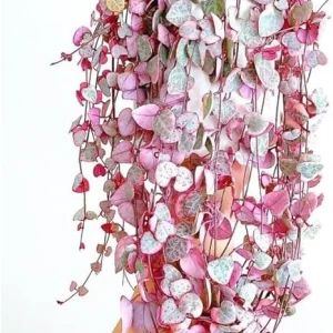 Variegated String of Hearts Live Plant, Ceropegia Woodii, Trailing Succulent, 2.5-inch Pot, Indoor - Image 1