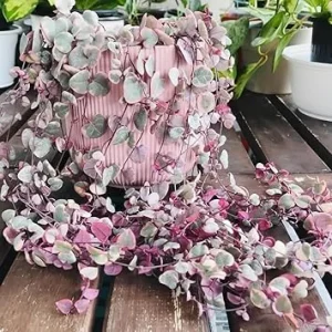 Variegated String of Hearts Live Plant, Ceropegia Woodii Vine, 2.5 Inch Pot, Indoor Succulent - Image 6