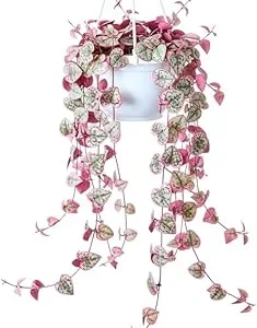 Variegated String of Hearts Live Plant - Ceropegia Woodii, 2.5