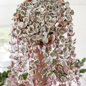 Variegated String of Hearts Live Plant, Pink, 2.5 Inch Pot, Indoor - Image 4